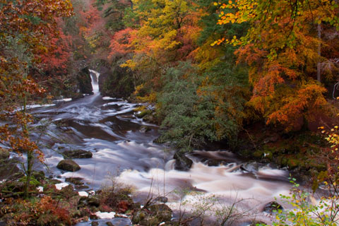 Trees with russet, golden and pink leaves next to a foaming river in Autumn